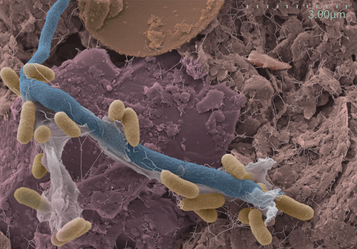 bactéries du sol